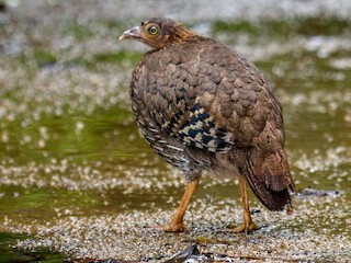  - Sri Lanka Junglefowl