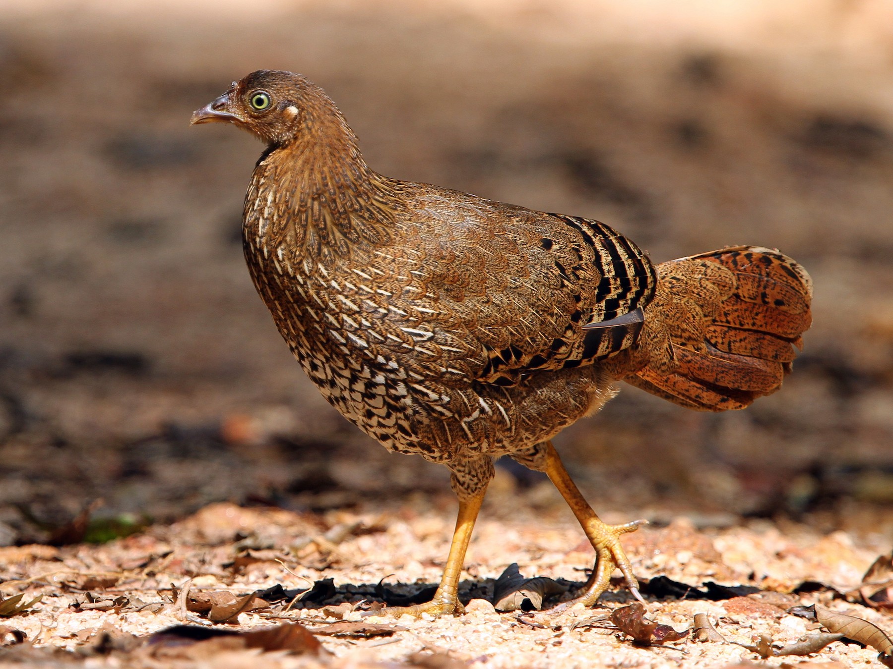 Sri Lanka Junglefowl - Christoph Moning