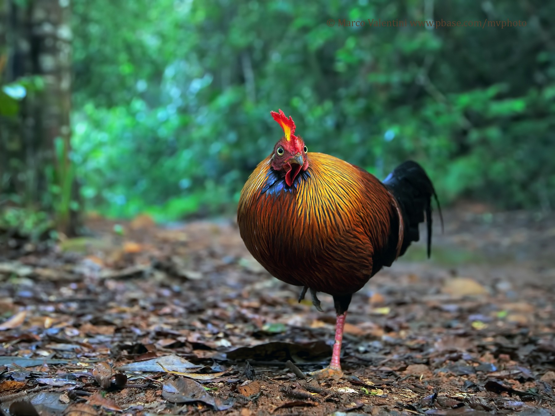 Sri Lanka Junglefowl - Marco Valentini