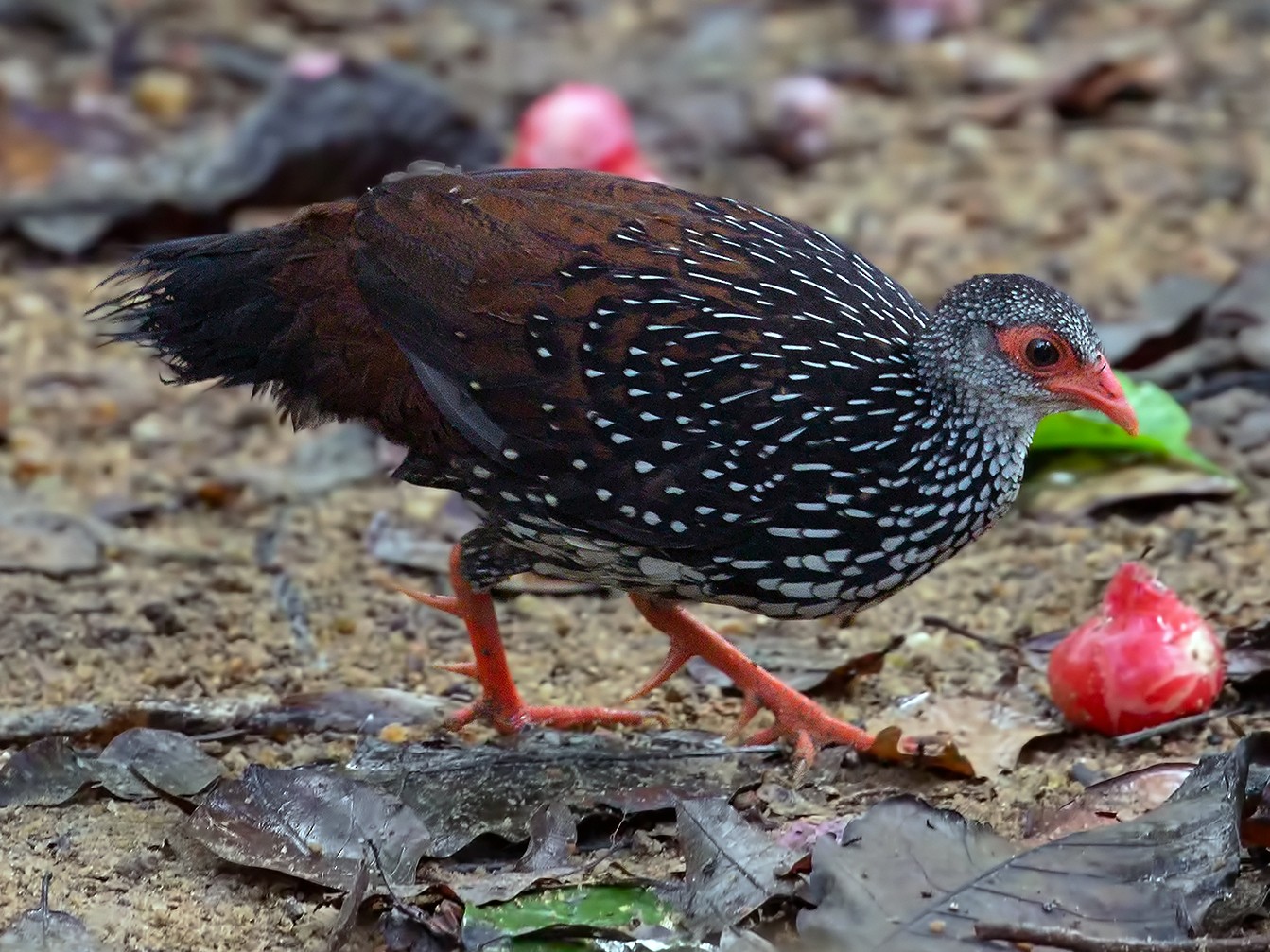 セイロンケズメシャコ Ebird