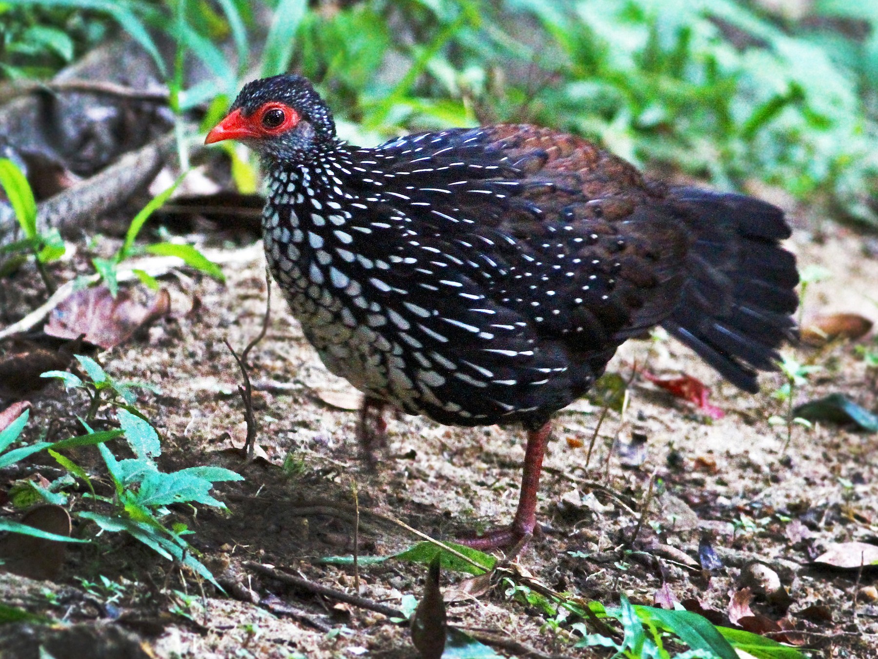 Sri Lanka Spurfowl - Andrew Spencer