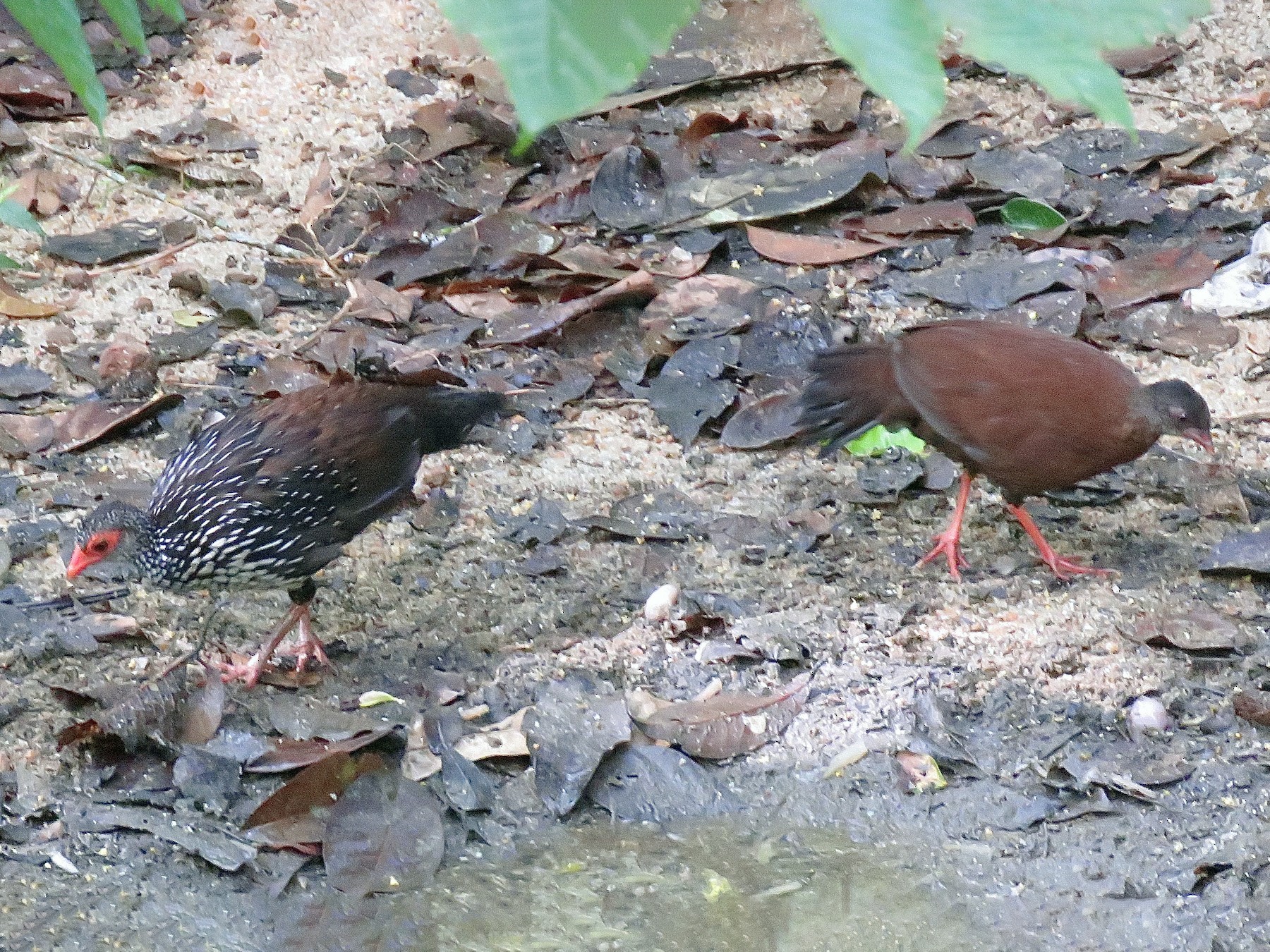 セイロンケズメシャコ Ebird