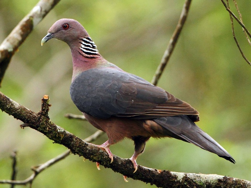 Sri Lanka Wood-Pigeon - Markus Lilje