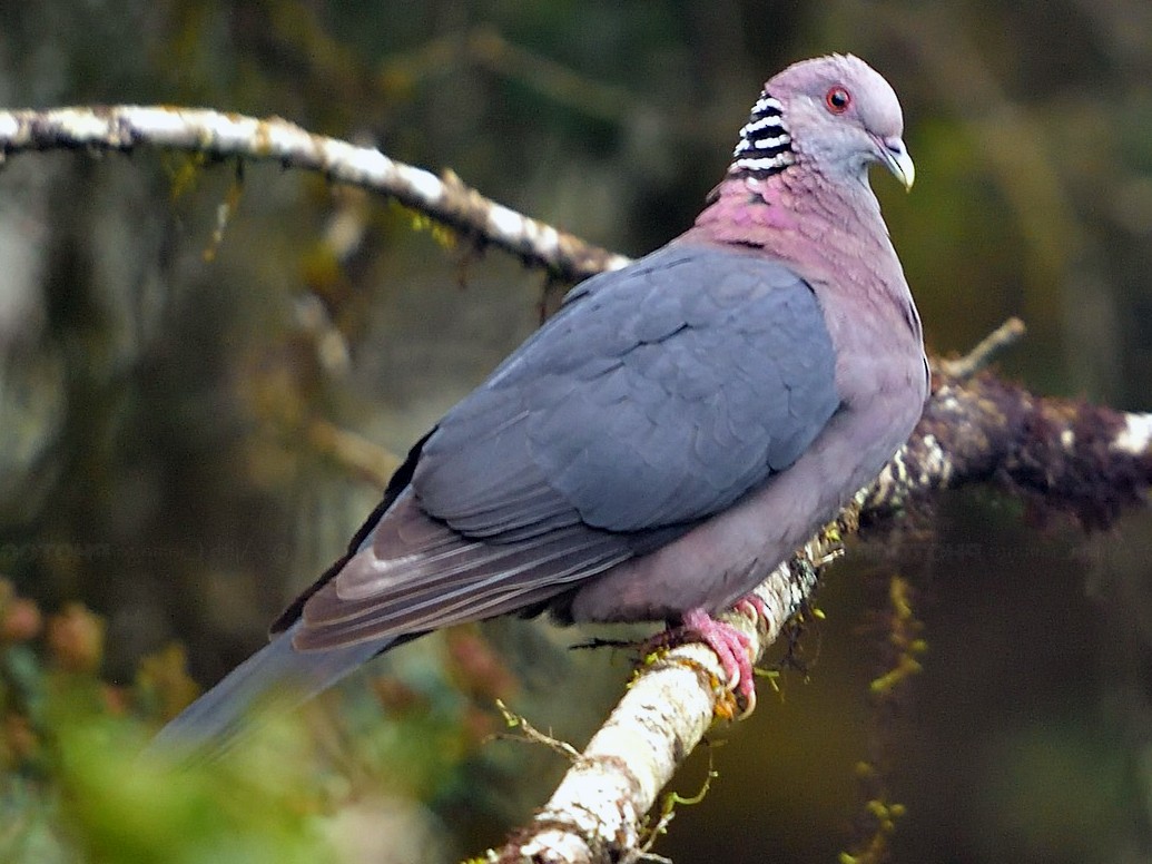 Sri Lanka Wood-Pigeon - Ajith Gamage
