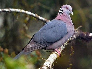  - Sri Lanka Wood-Pigeon