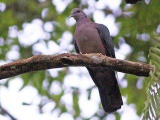 Sri Lanka Wood-Pigeon - eBird