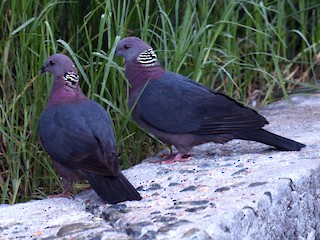 Sri Lanka Wood-Pigeon - eBird