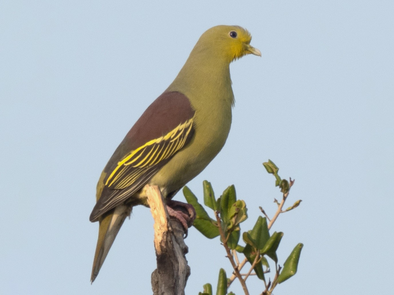 Sri Lanka Green-Pigeon - William Stephens