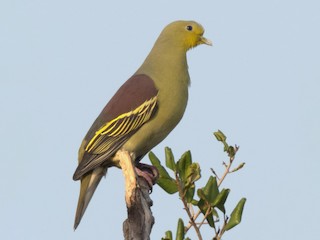  - Sri Lanka Green-Pigeon