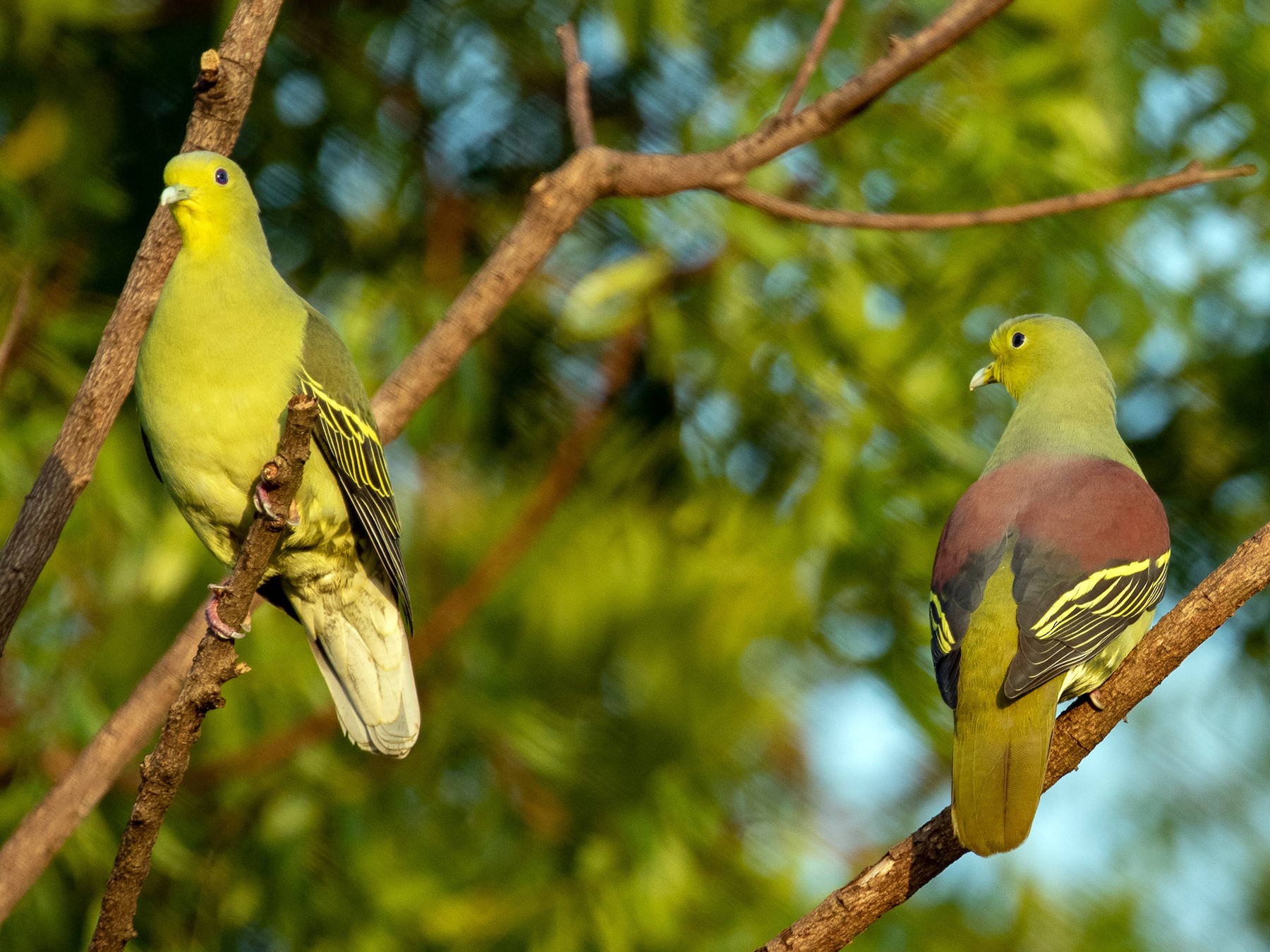 Sri Lanka Green-Pigeon - Susan Mac