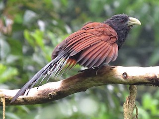  - Green-billed Coucal