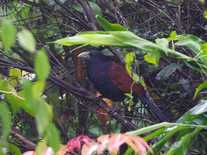 Green-billed Coucal - Peter Ericsson