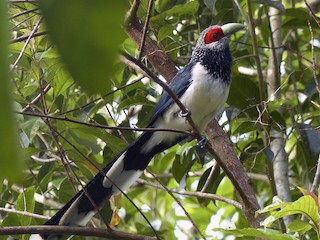  - Red-faced Malkoha