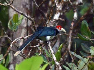 Red-faced Malkoha - eBird