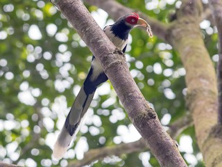 Red-faced Malkoha - eBird