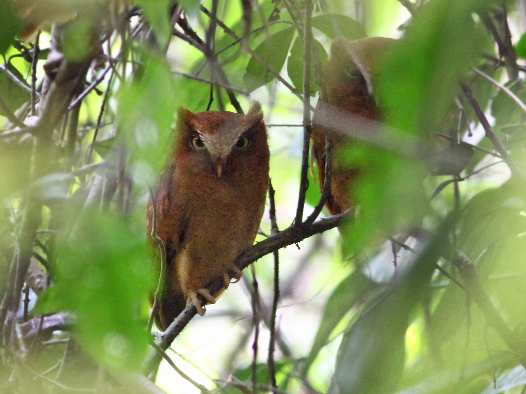 Serendib Scops-Owl - Andrew Spencer