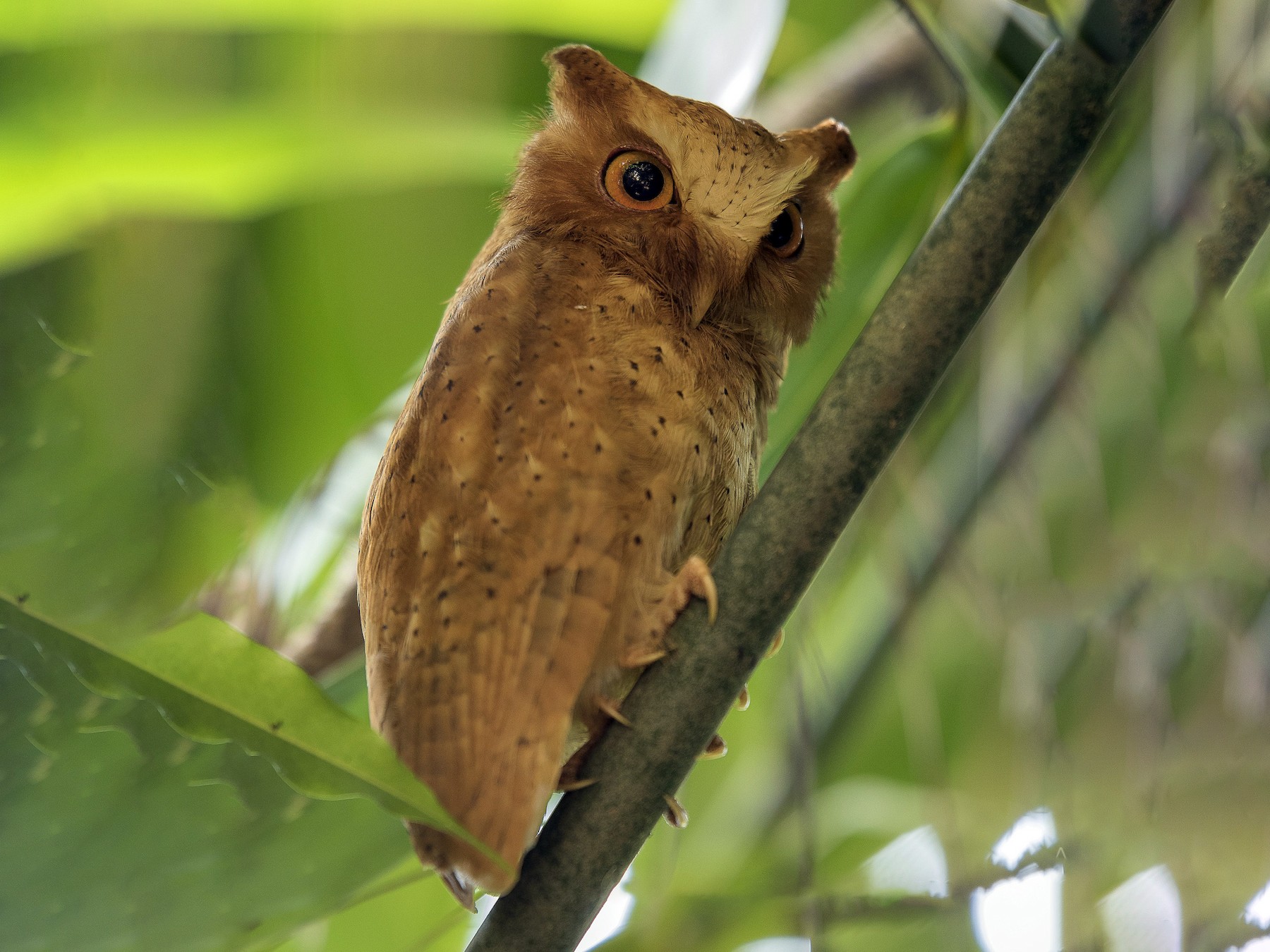 Serendib Scops-Owl - kasun Gonagala