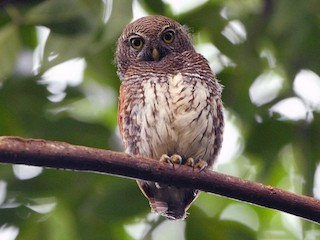  - Chestnut-backed Owlet