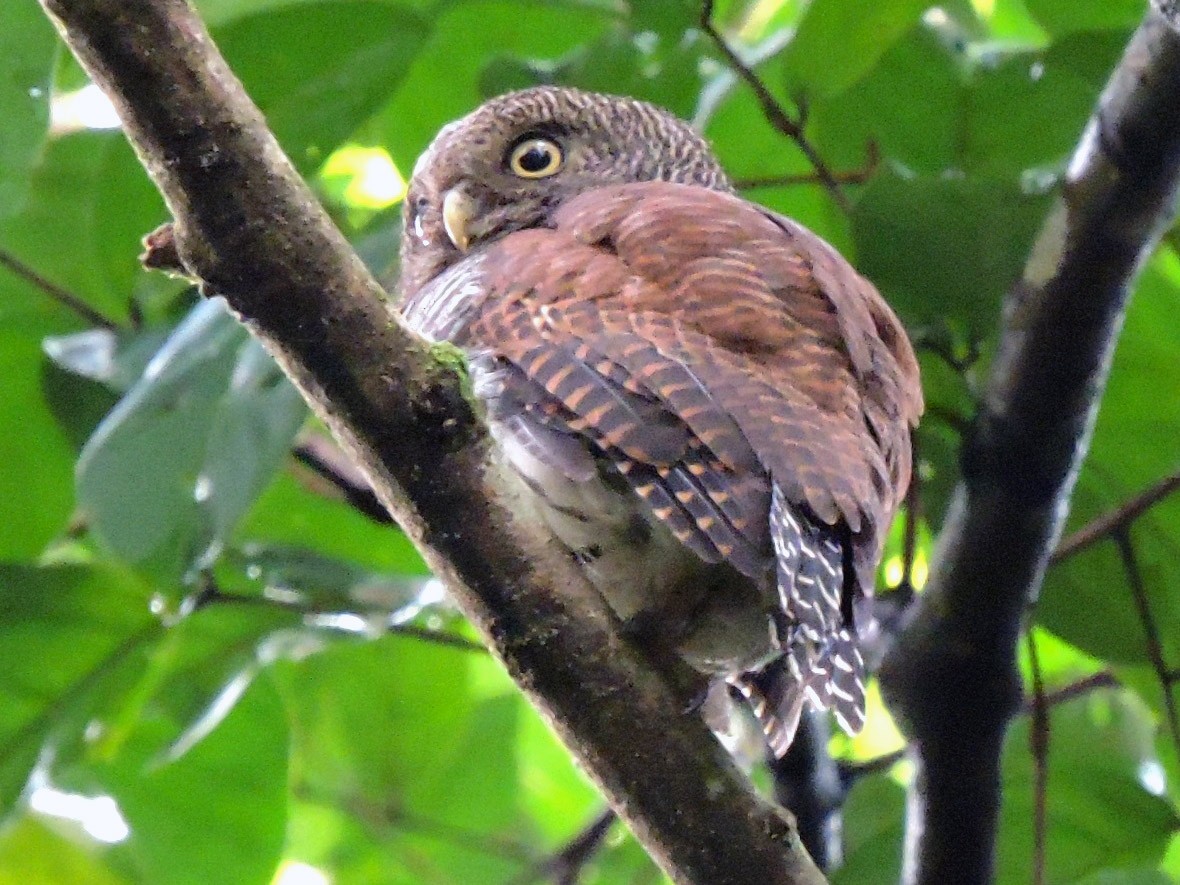 Chestnut-backed Owlet - Athula Edirisinghe
