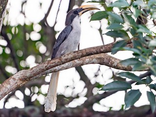 スリランカコサイチョウ - eBird