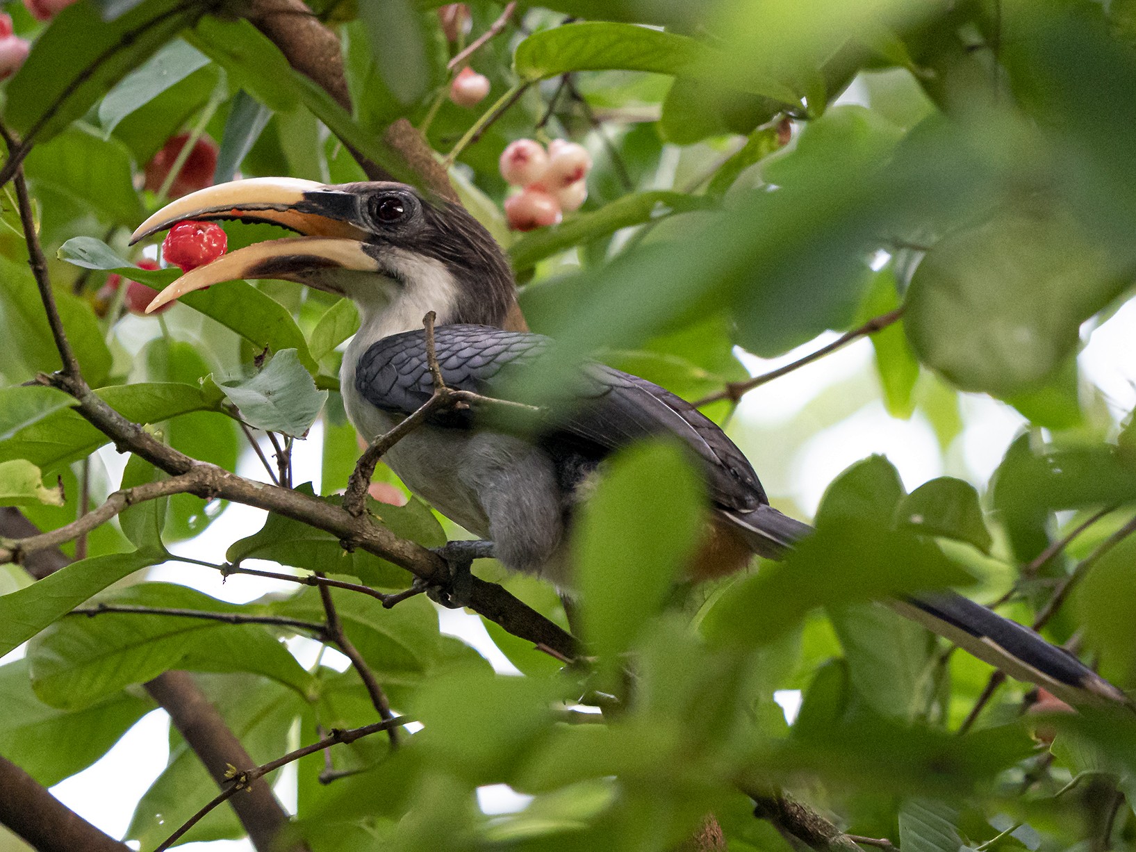 Sri Lanka Gray Hornbill - Luigi Fernando