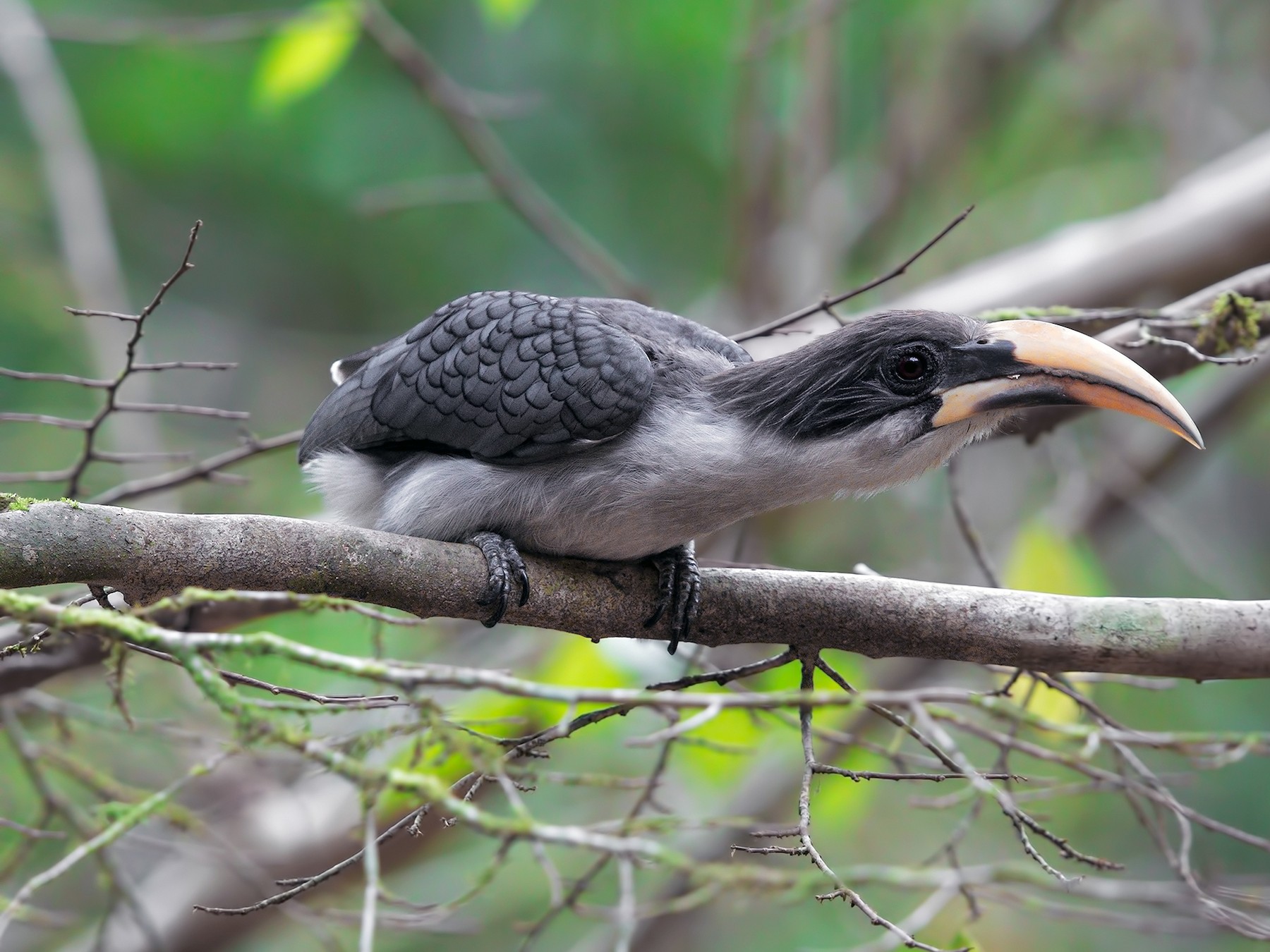 Sri Lanka Gray Hornbill - Marco Valentini