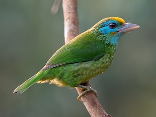  - Yellow-fronted Barbet