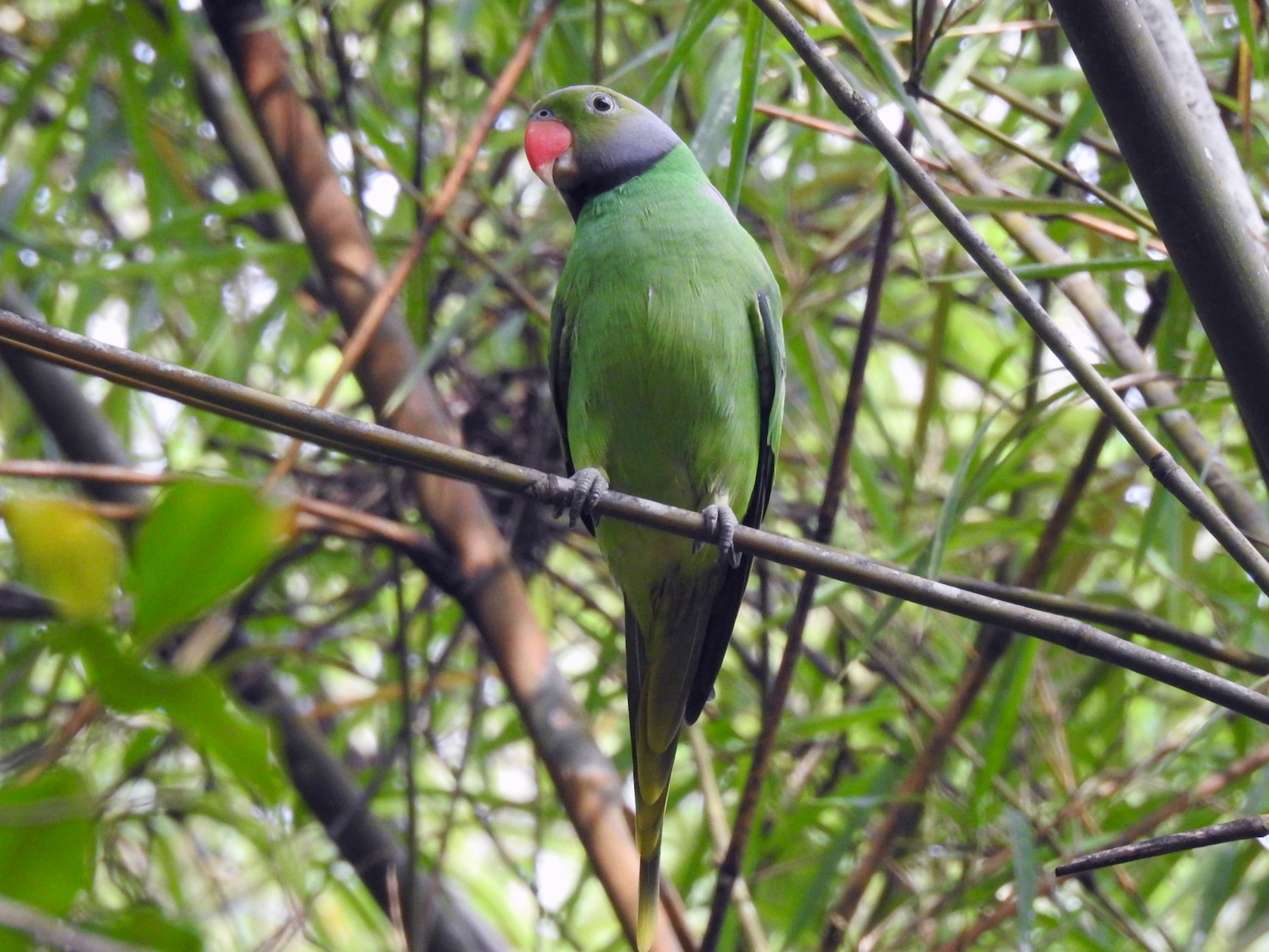 Layard's Parakeet - Nimali Digo & Thilanka Edirisinghe