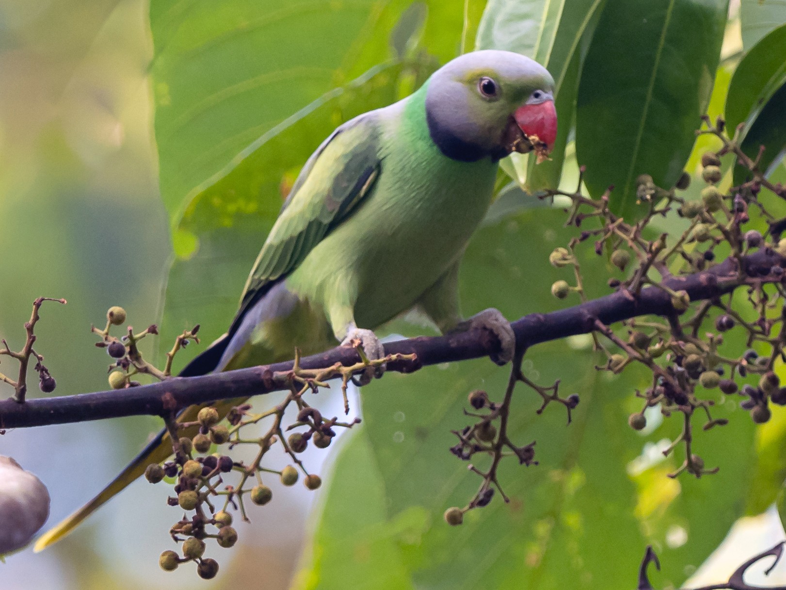 Layard's Parakeet - William Stephens