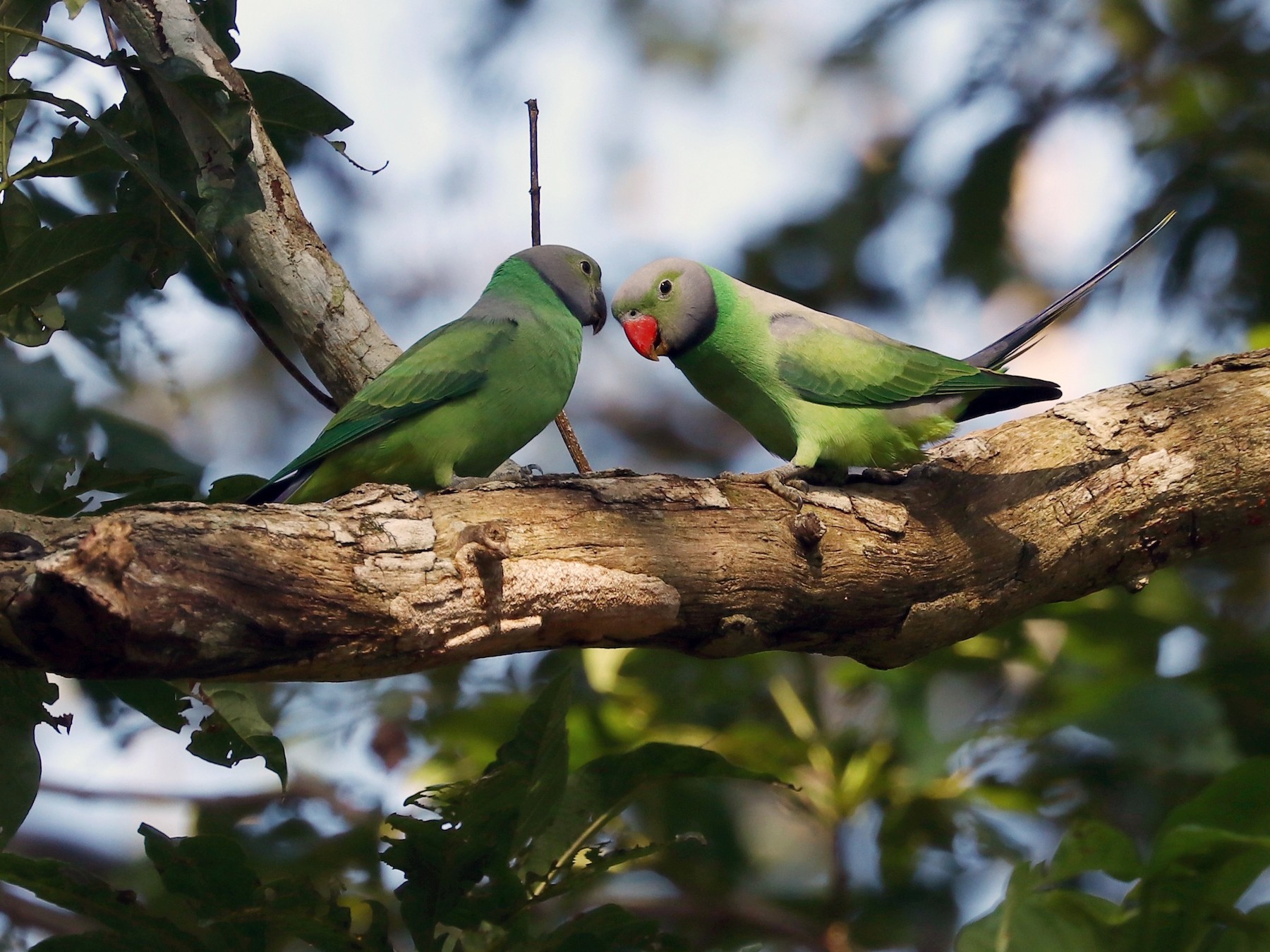 Layard's Parakeet - Rangana Abeyrathne