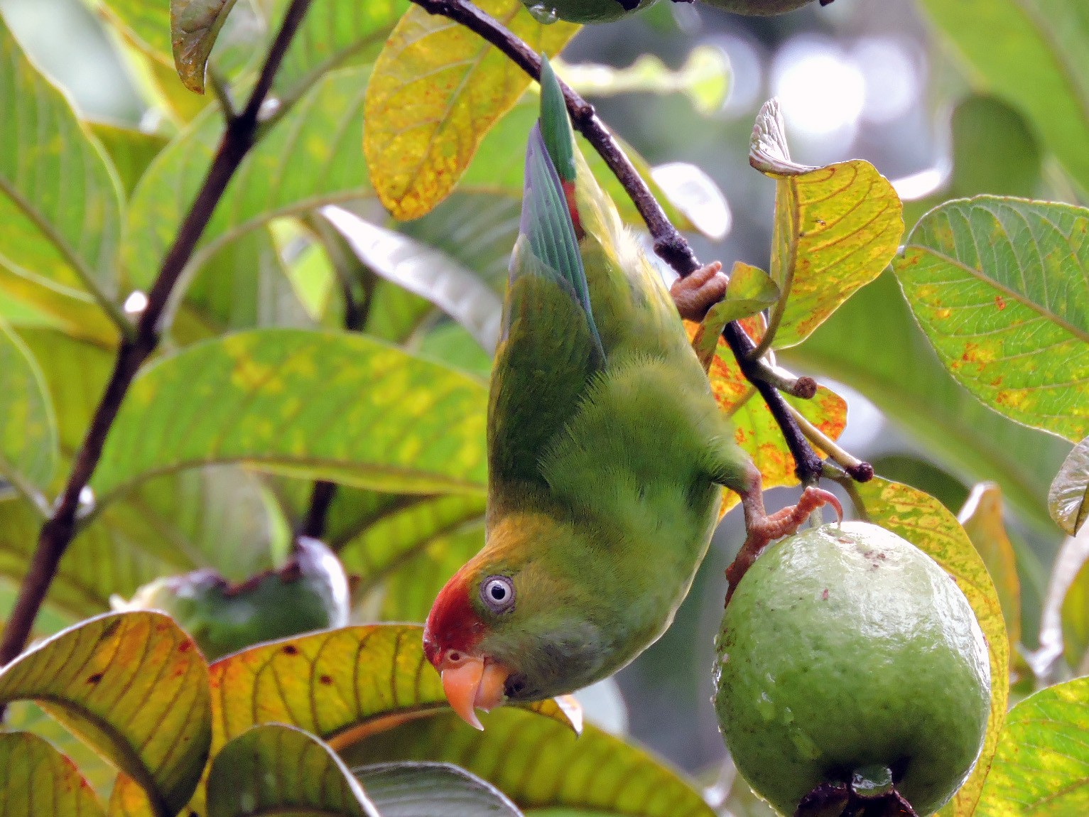 Sri Lanka Hanging-Parrot - Nimali Digo & Thilanka Edirisinghe