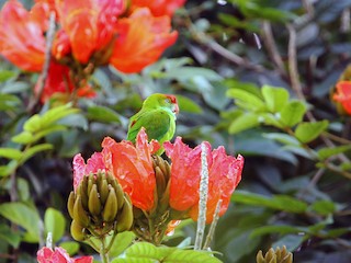 ズアカサトウチョウ - eBird