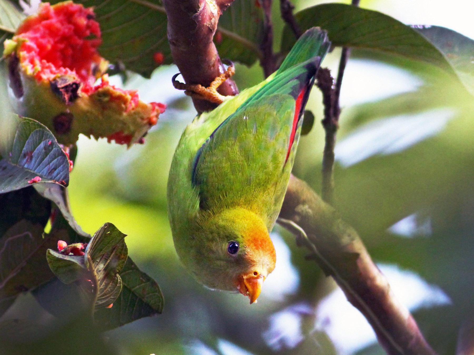 Sri Lanka Hanging-Parrot - Andrew Spencer
