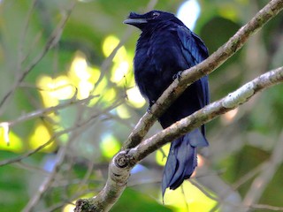 Sri Lanka Drongo - eBird