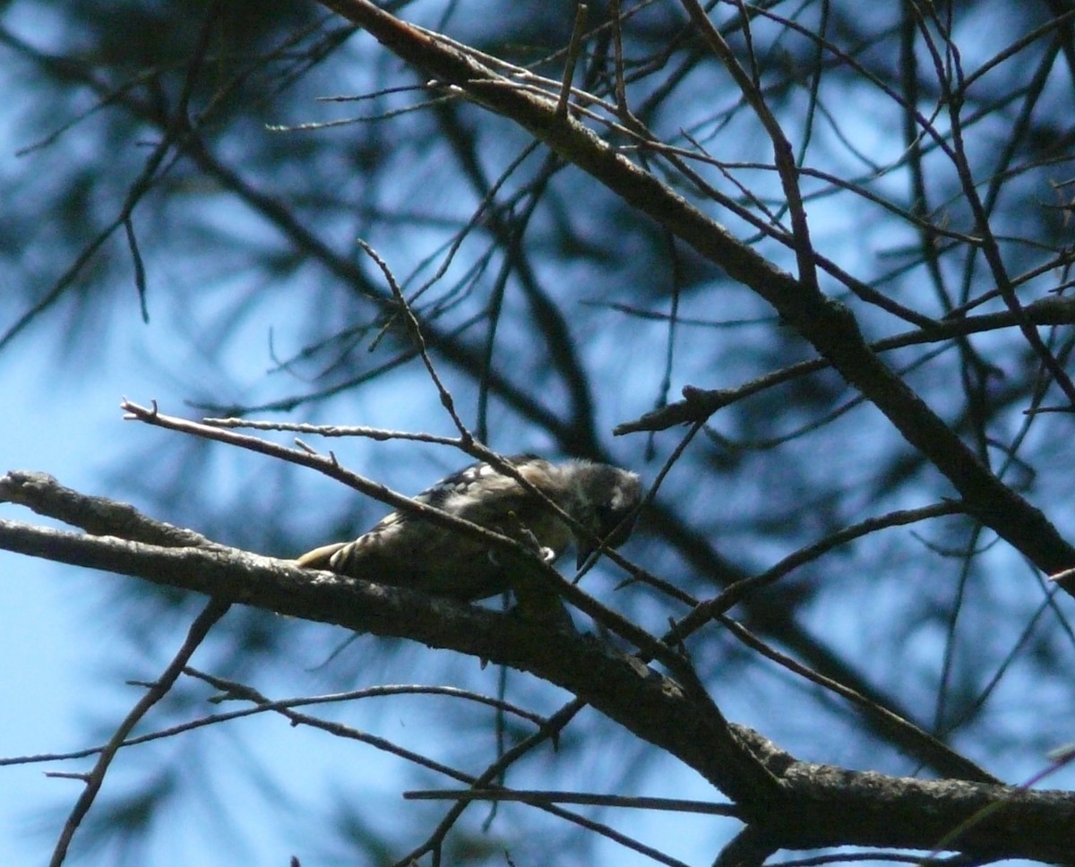 Japanese Pygmy Woodpecker - ML25200261