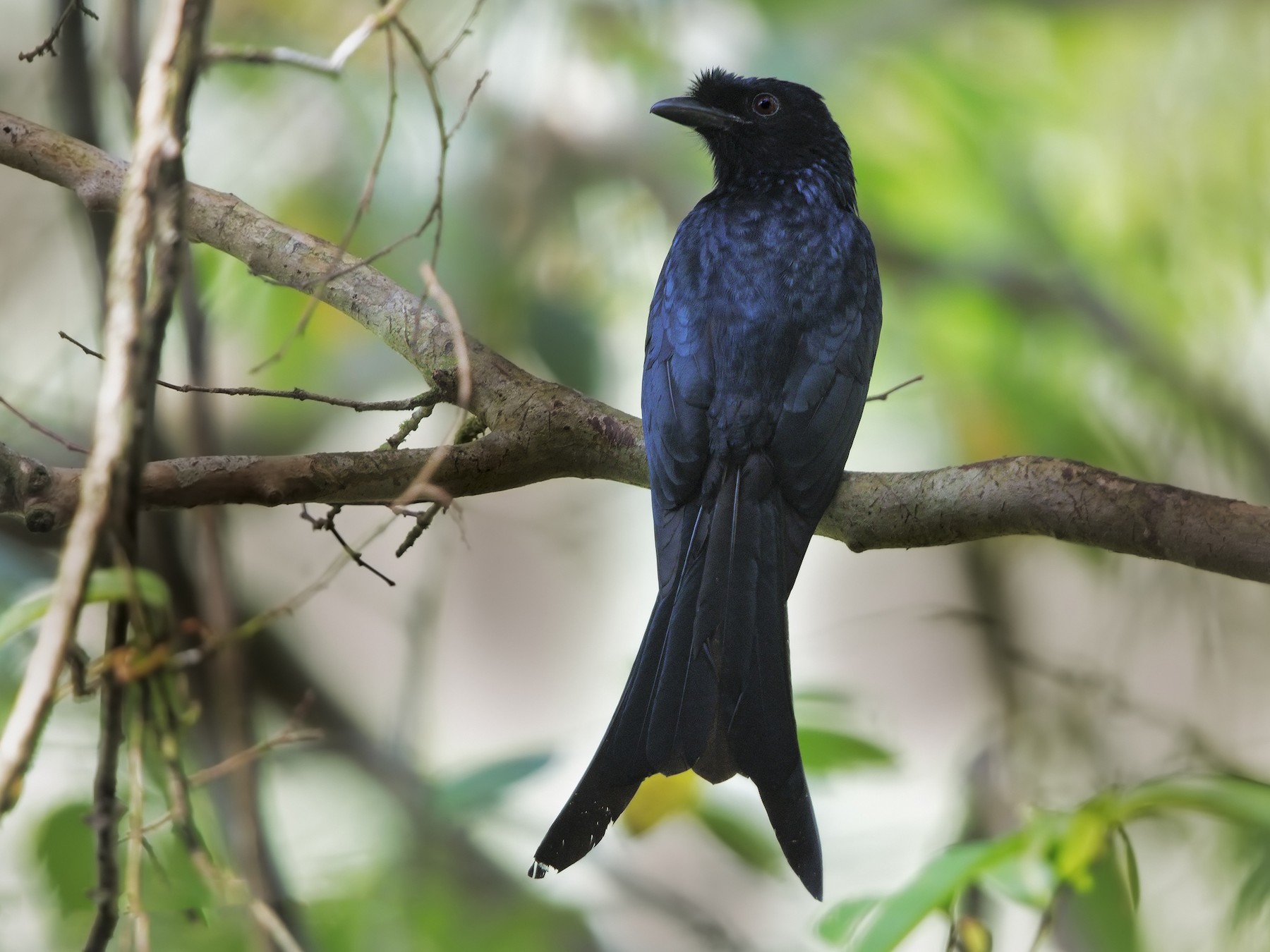 Sri Lanka Drongo - Marco Valentini