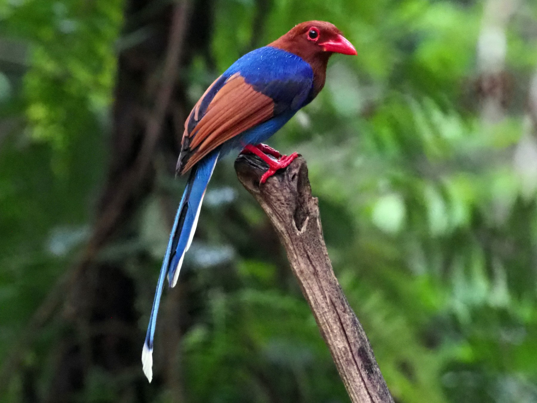 Sri Lanka Blue-Magpie - Stephan Lorenz