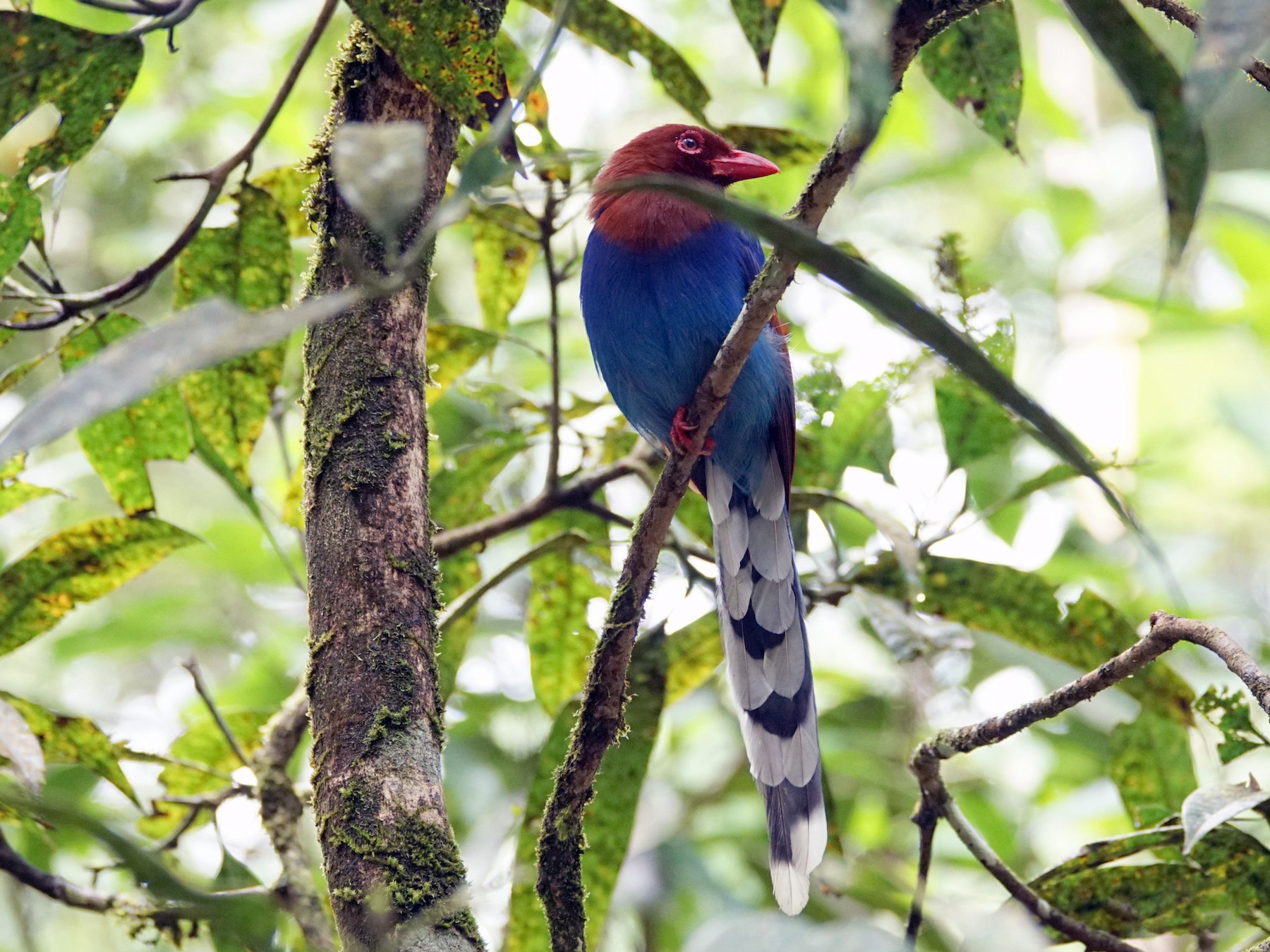 Sri Lanka Blue-Magpie - Romuald Mikusek