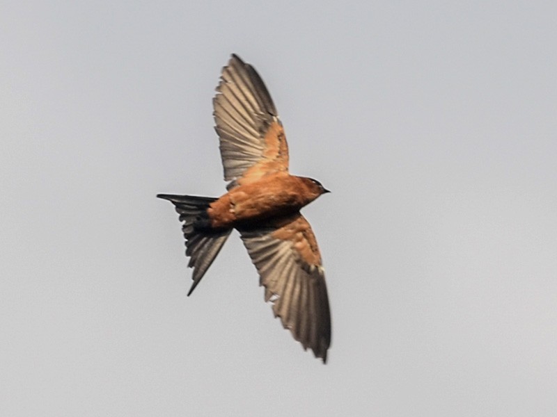 Sri Lanka Swallow - Nikolaj Mølgaard Thomsen