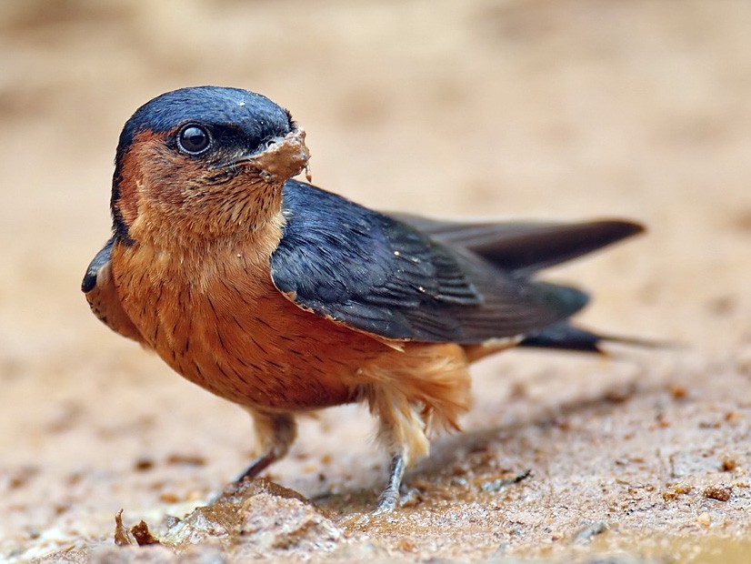 Sri Lanka Swallow - John Thompson