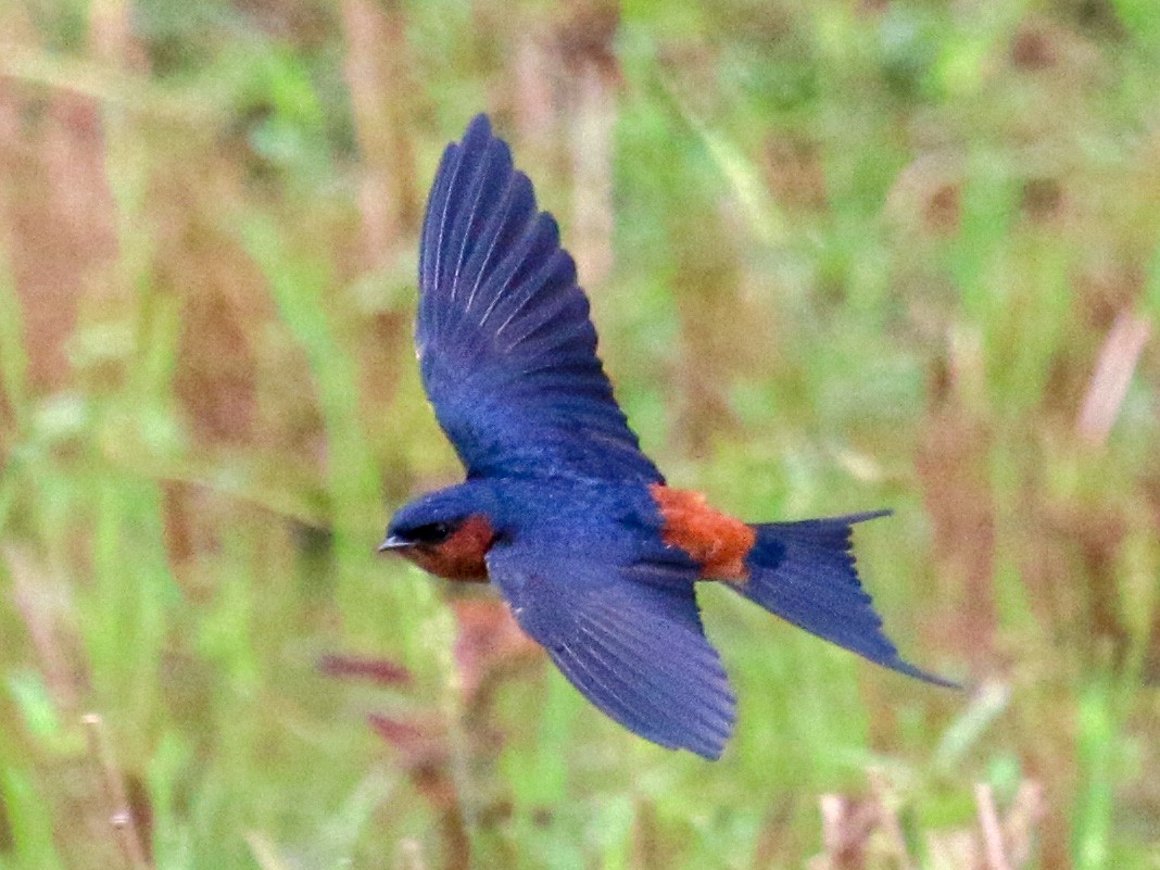 Sri Lanka Swallow - Tommy Pedersen