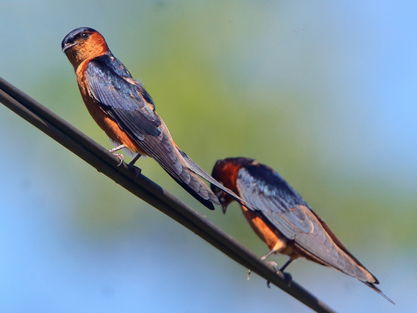 Sri Lanka Swallow - David Clark