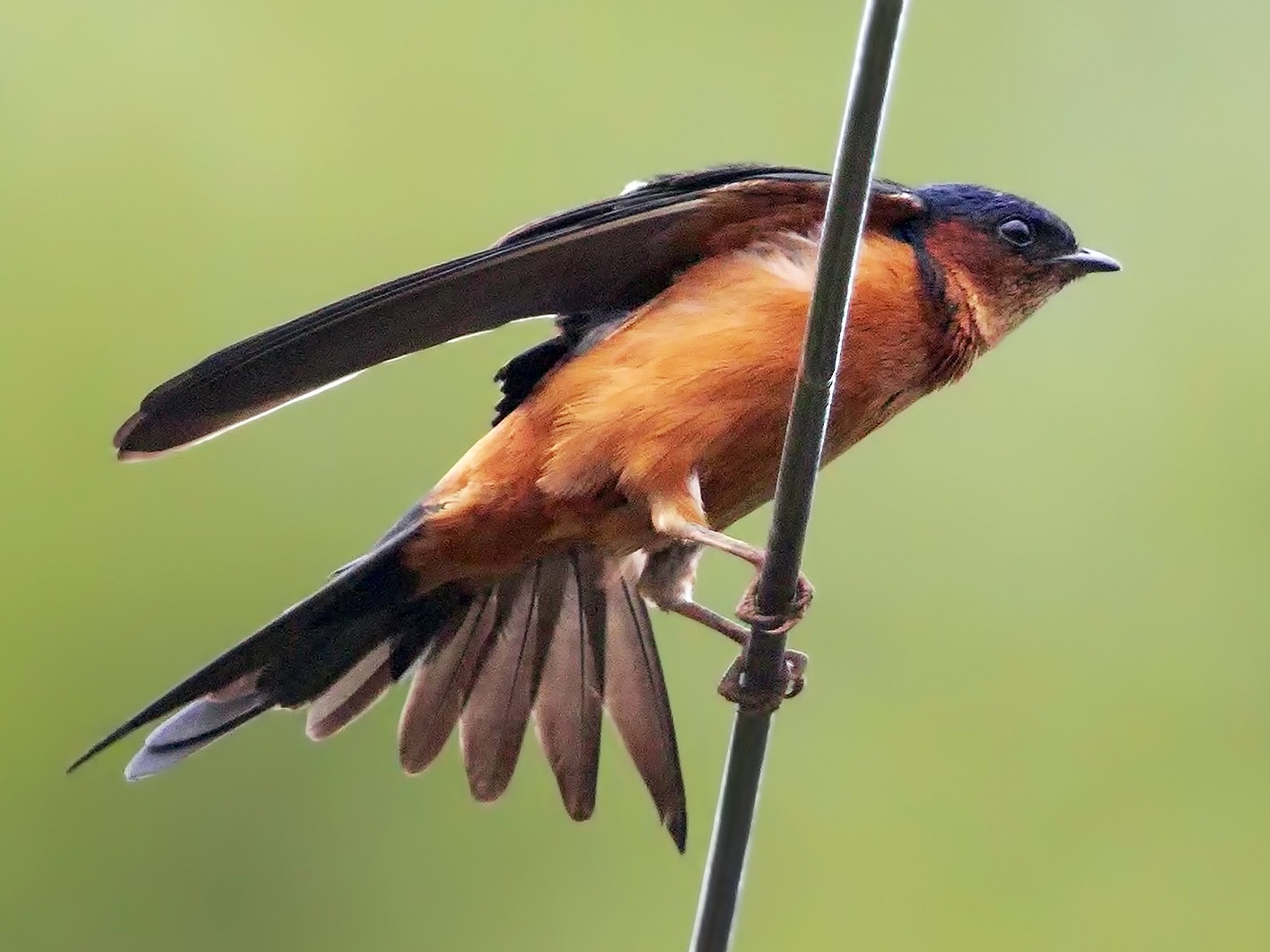 Sri Lanka Swallow - Marco Valentini