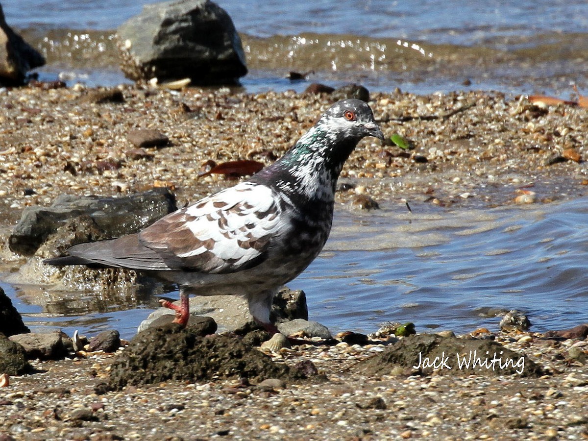 Rock Pigeon (Feral Pigeon) - Jack Whiting