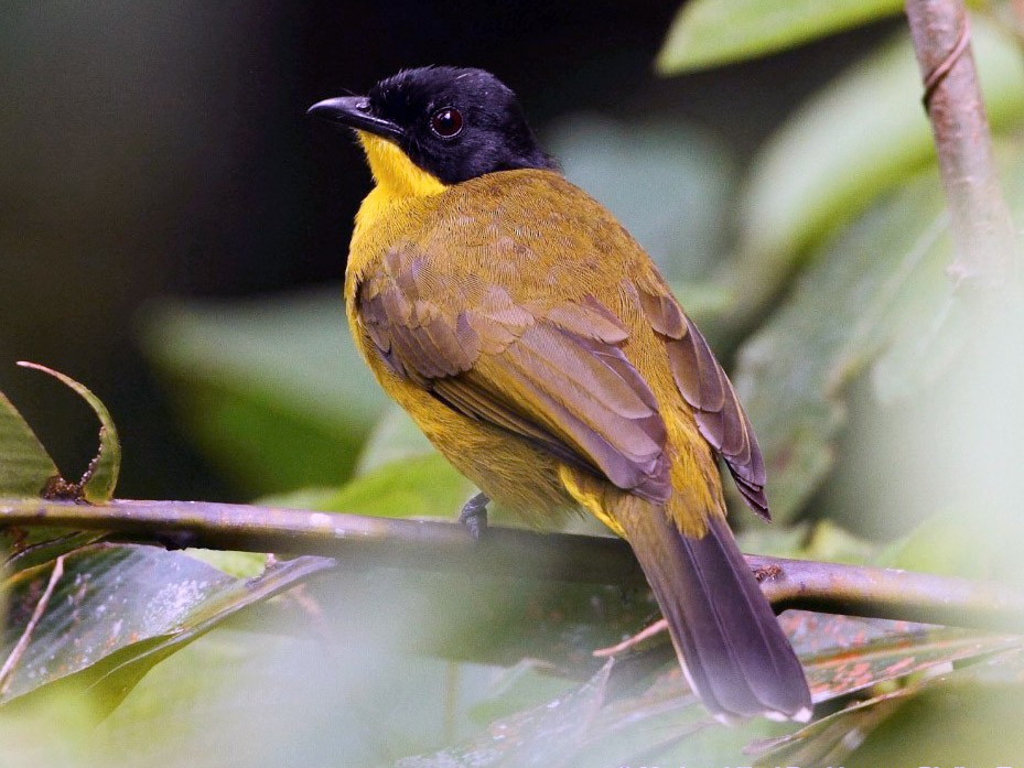 Black-capped Bulbul - Markus Lilje