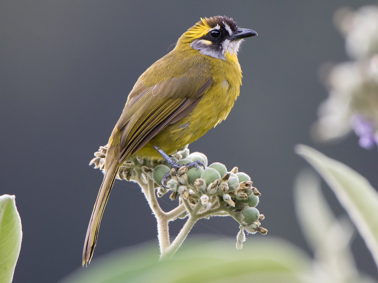 Yellow-eared Bulbul - eBird