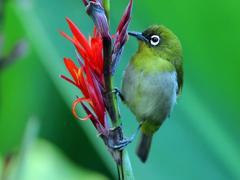 Sri Lanka White-eye - Prof.Dr. Ahmet Karatash