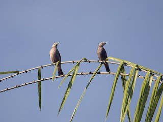  - White-faced Starling