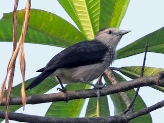  - White-faced Starling