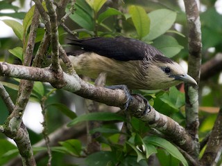  - White-faced Starling